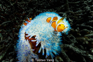 Life is the flower by Taotao Yang 